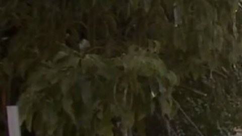 Las autoridades acordonaron la escena del crimen.