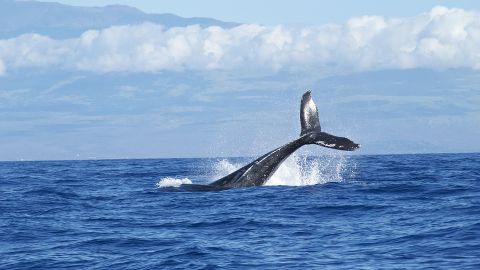 Ballenas jorobadas