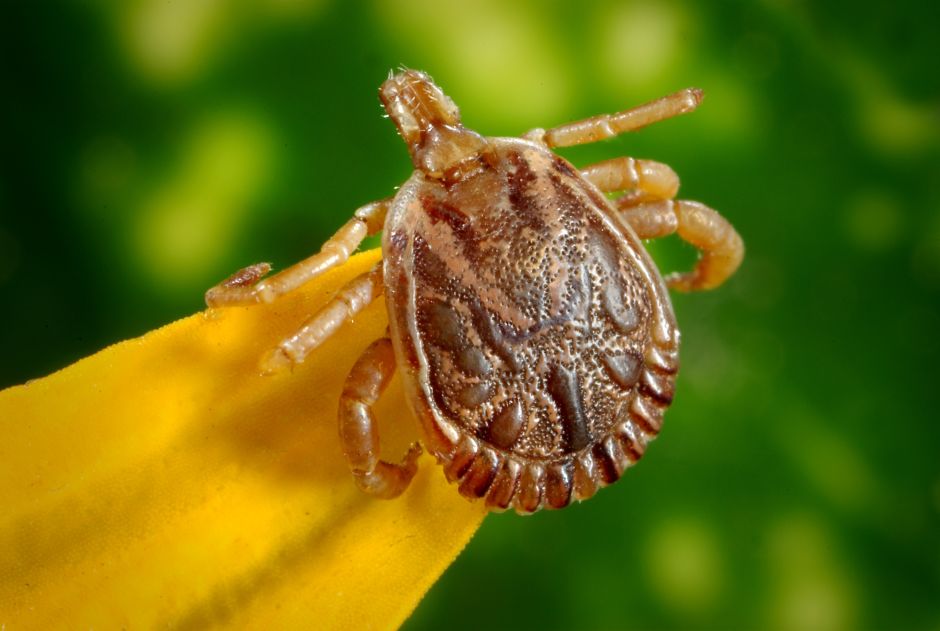 ¿Las garrapatas muy pequeñas transmiten la enfermedad de Lyme?