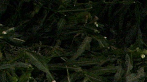 Trabajadores recolectan maíz en los campos de Coachella Valley.