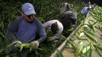 Trabajadores recolectan maíz en los campos de Coachella Valley.