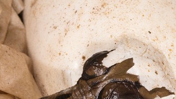 Nace un cocodrilo de una especie en peligro de extinción.