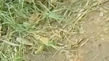 drowning-puppy-rescue