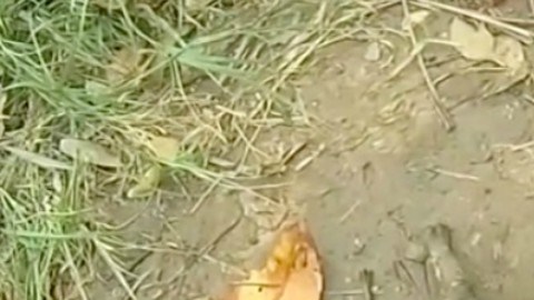 drowning-puppy-rescue