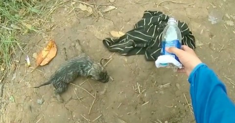 drowning-puppy-rescue