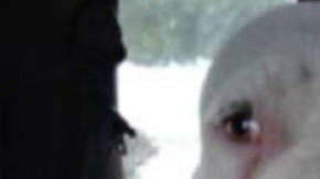 Este perro fue robado y puesto a la venta en internet.