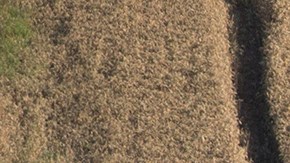 Los clavos de olor literalmente valían su peso en oro