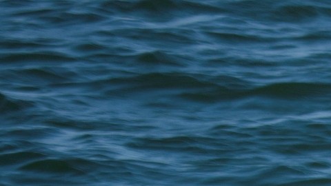 Ballena plástico