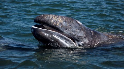 Ballena plástico