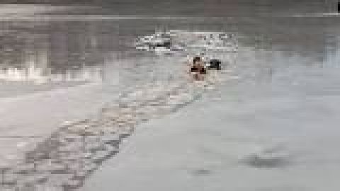Rescate de un perro que cayó a un lago helado.