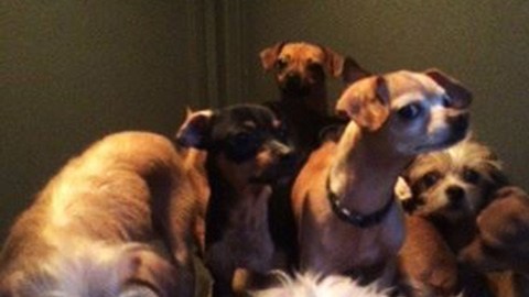 El decomiso de estos animales incluye a 27 perros y 3 gatos.