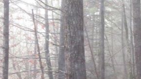 Imagen del Porsche encontrado en el bosque 30 años después de su desaparición.