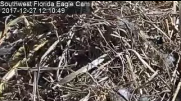 El águila Harriet en su nido.