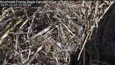 El águila Harriet en su nido.