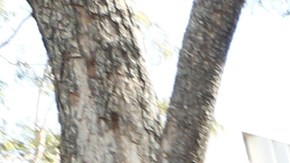 01/23/18/ LOS ANGELES/ Organizaciones de defensa de los derechos los trabajadores y migrantes, que forman parte de la Red de Centros de Trabajadores (WCN), realizarán, una Feria de Recursos Legales y Bienestar para la Comunidad. El evento también es una celebración de un año de resistencia frente a las políticas de la administración del presidente Donald Trump. (Photo Aurelia Ventura/ La Opinion)