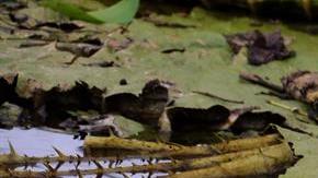 Maravilla natural de lirios brota en río en Paraguay para deleite turístico