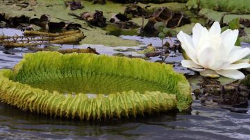 Maravilla natural de lirios brota en río en Paraguay para deleite turístico