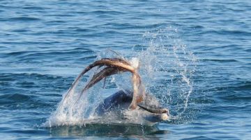 Los delfines suelen derrotar y comer a los pulpos.