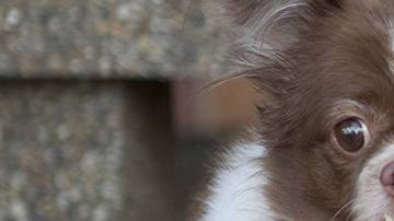 Un perro de 49 libras consigue perder 37 a base de ejercicio y dieta equilibrada.