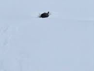 Alce atascado en la nieve recibe un poco de ayuda humana para salir vivo de la situación.