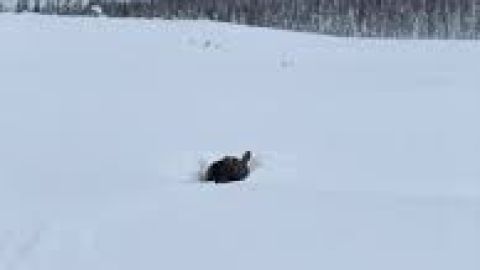 Alce atascado en la nieve recibe un poco de ayuda humana para salir vivo de la situación.