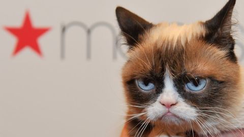 La gata se volvió popular por el gesto distintivo con el que nació. / Getty