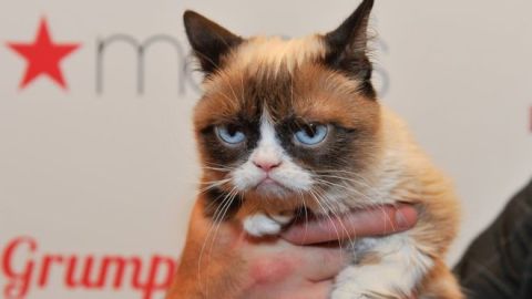 La gata se volvió popular por el gesto distintivo con el que nació. / Getty