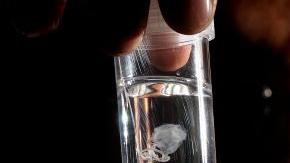 La extraña especie se localizó en la  isla Fraser. /Getty