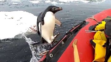 El video fue publicado por la División Antártica Australiana.