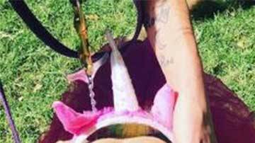 Se teme que la mala impresión que muchos tienen de los pit bull ha impedido que “Salt” sea adoptada.