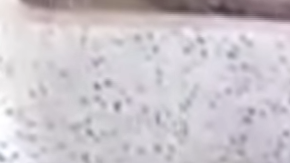 Una rata parece que se está bañando, la realidad es bien distinta.