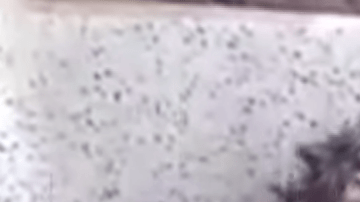 Una rata parece que se está bañando, la realidad es bien distinta.