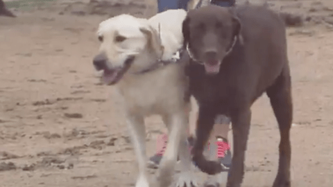 Una iniciativa pide ayuda para financiar la comida de las mascotas.