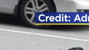 Perros abandonados en el Upper West Side.