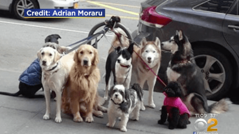 Perros abandonados en el Upper West Side.