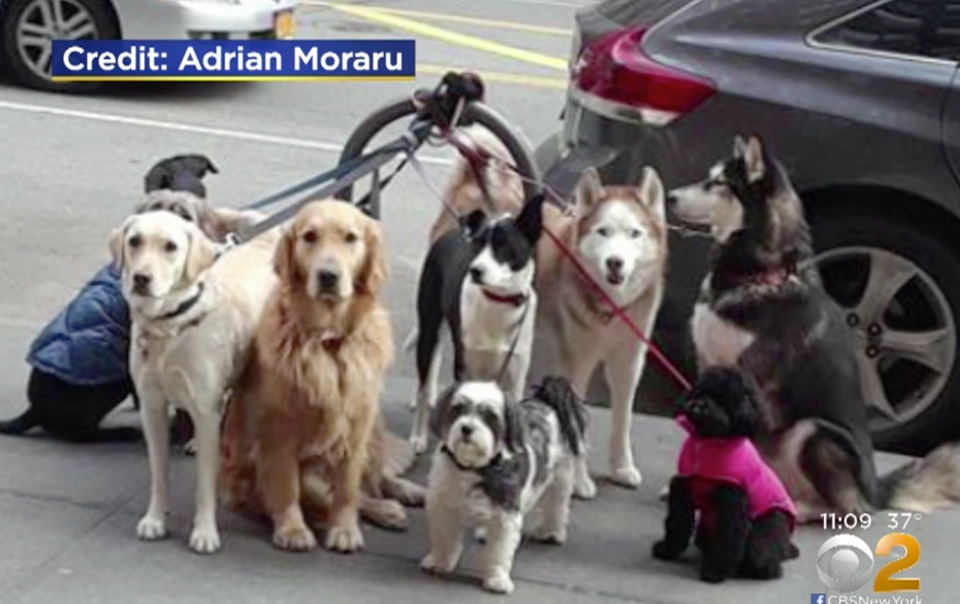 monitor línea Rancio Una curiosa imagen de unos perros en Nueva York desata la alerta en los vecinos - La Opinión monitor línea Rancio Una curiosa imagen de unos perros en Nueva York desata la alerta en los vecinos - La Opinión