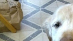 Toby intentó alertar sobre la salud de su dueño, pero lamentablemente éste murió poco después de que le llevaran al hospital.