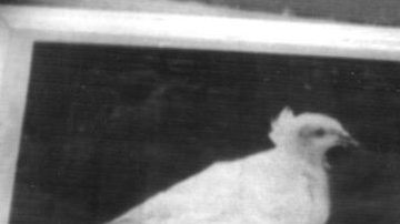 El cuadro pertene al Período Azul