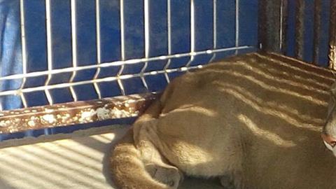 Un felino mientras descansa en una jaula