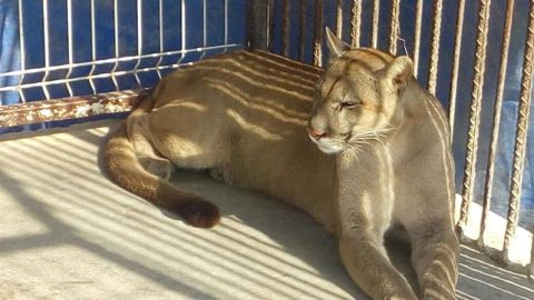 Un felino mientras descansa en una jaula