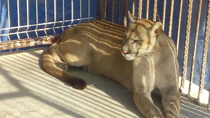 Aseguran más de 80 animales en zoológico privado en Reynosa, Tamaulipas