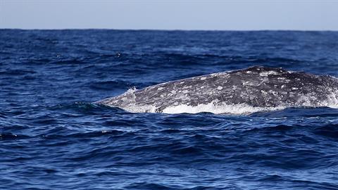 Avistamiento de Ballena Gris.  /EFE