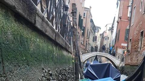 Así lucen las góndolas en Venecia. / EFE