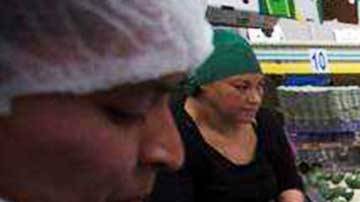 Estados Unidos es el mayor comprador mundial del fruto mexicano con el 76.8 % de la producción.