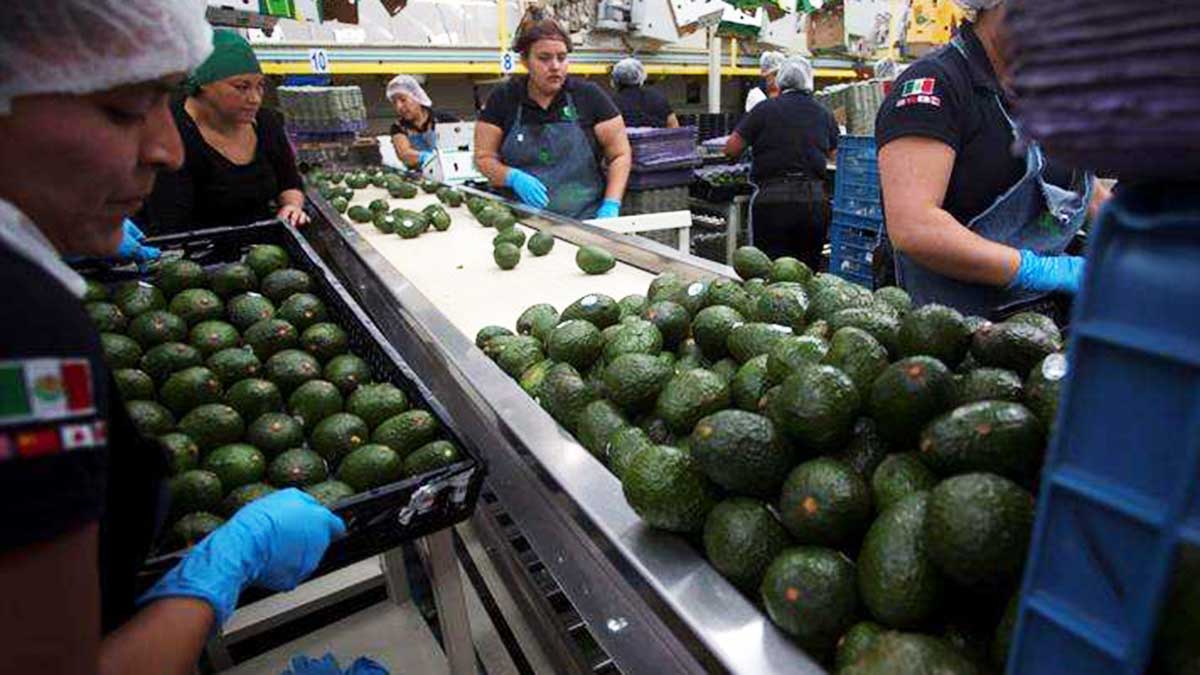 Estados Unidos es el mayor comprador mundial del fruto mexicano con el 76.8 % de la producción.