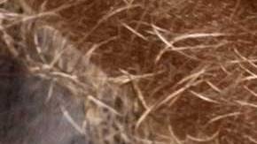 El sospechoso es acusado de disparar contra cinco personas.