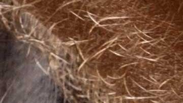 El sospechoso es acusado de disparar contra cinco personas.