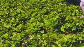 Foto de archivo de algunos trabajadores del campo en el norte de California. (Foto. Archivo)