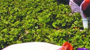 Foto de archivo de algunos trabajadores del campo en el norte de California. (Foto. Archivo)