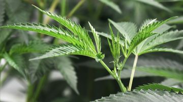 El 61% de los votantes aprueba la legalización de la marihuana, según una encuesta del Centro de Investigación Pew.